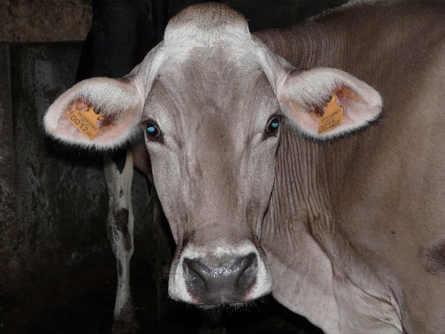 Imaxes da rodaxe en Cardama do programa da TVG VIVIR AQUÍ – Xullo de 2008