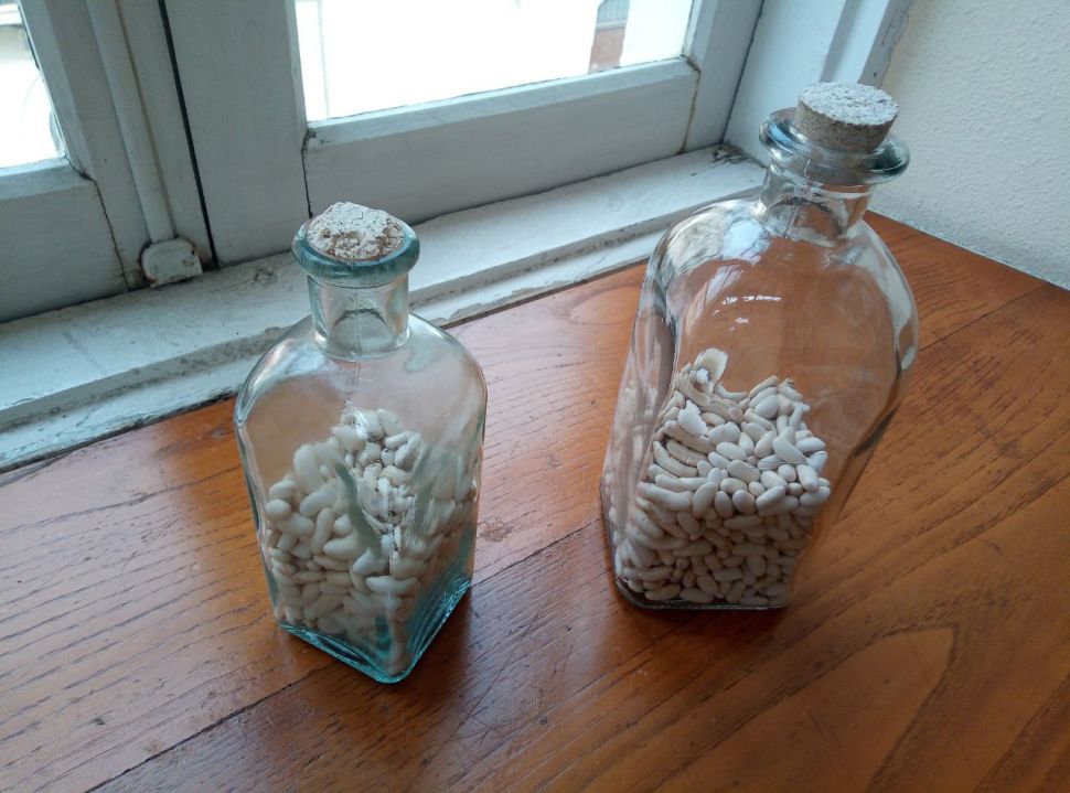 O SLG solicita á Xunta de Galicia que active de contado as medidas anunciadas para as produtoras/es de faba