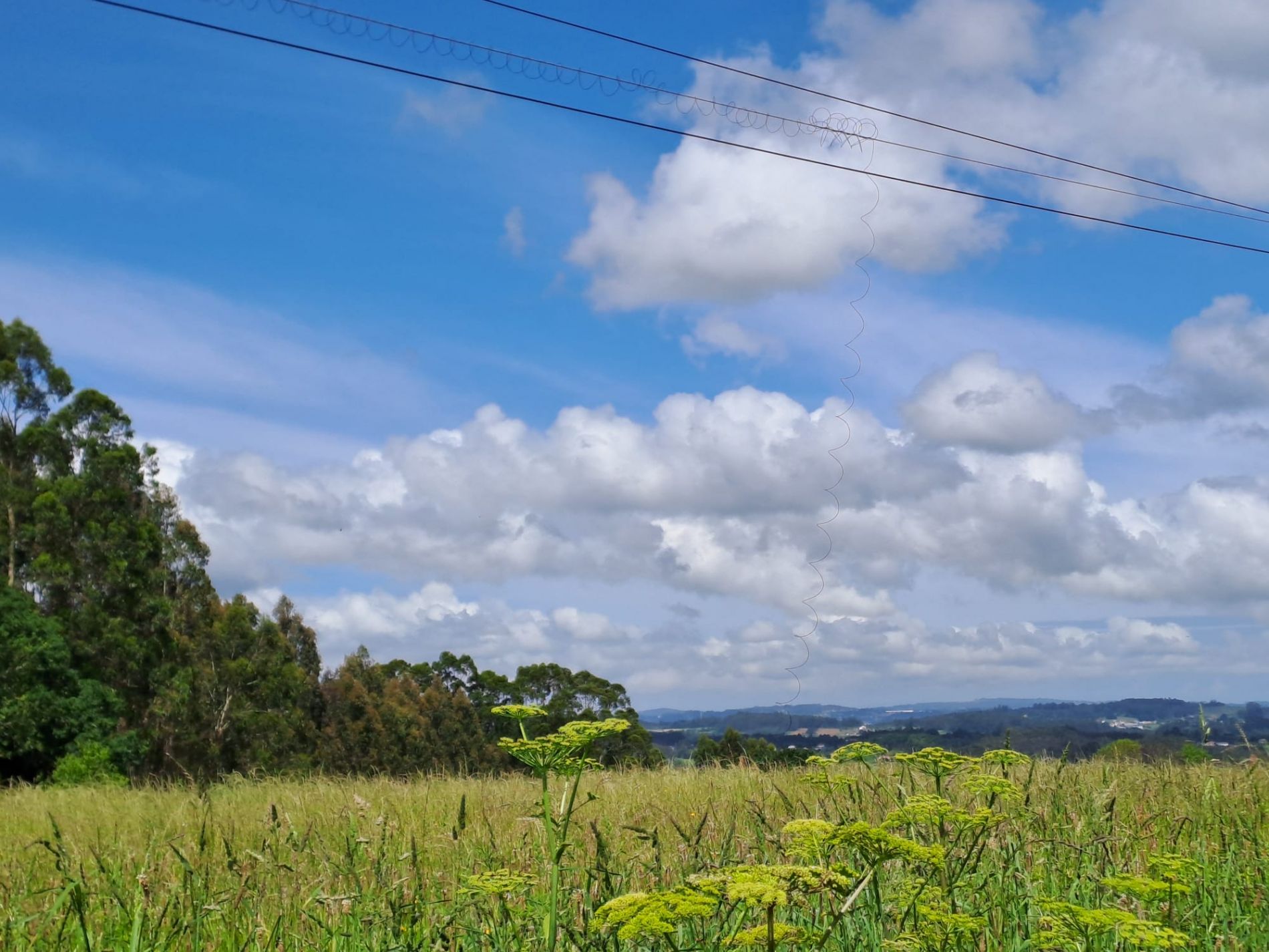 Fío de fibra óptica solto colgando sobre un prado galego, tras os traballos de instalación no rural.