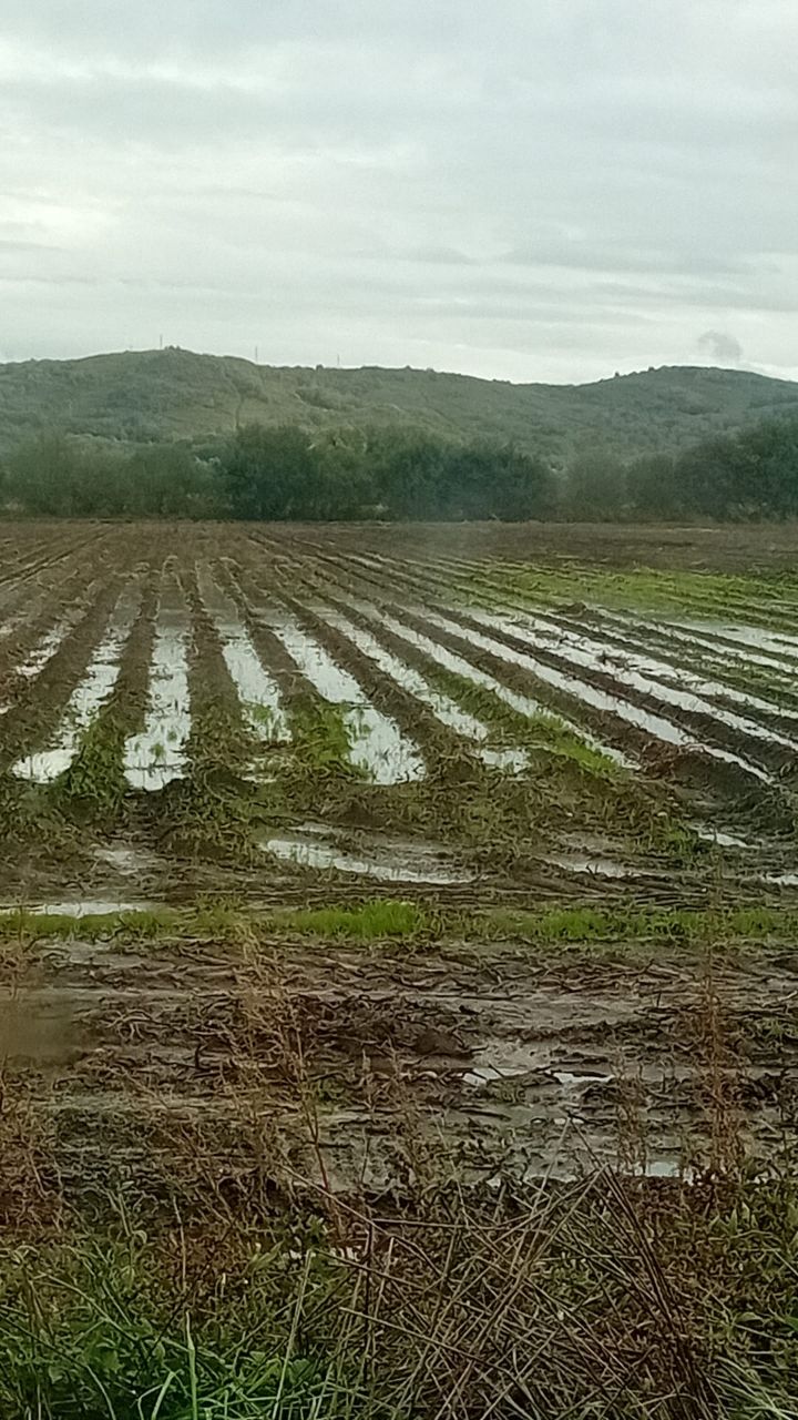 O SLG solicita a intervención da Administración pública ante a perda de cultivos e ascenso de custos na Limia