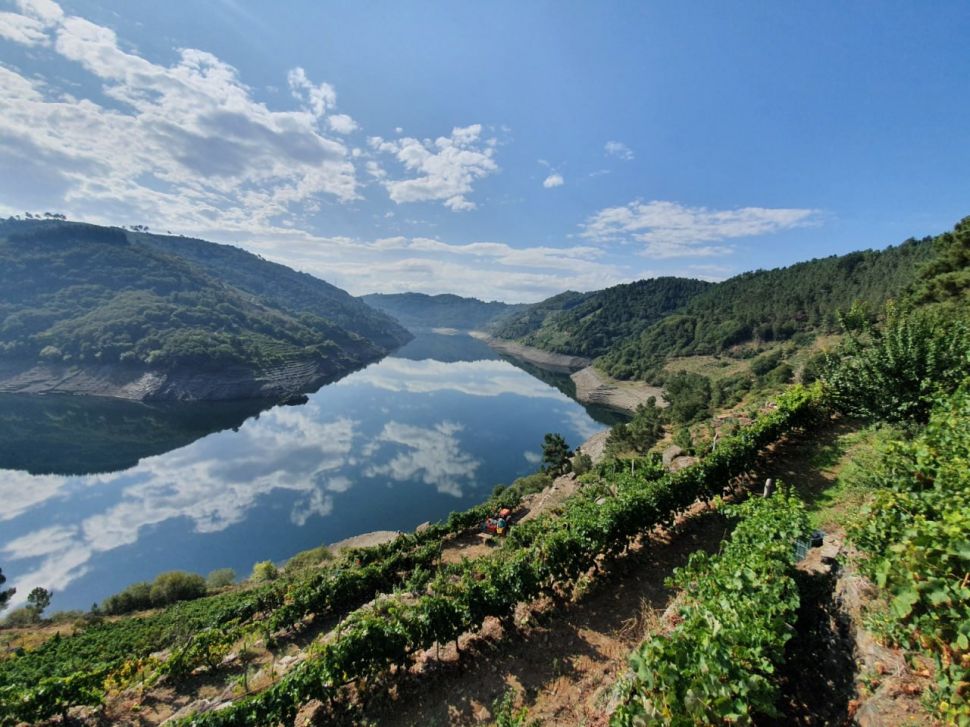 Colleita en verde para a Ribeira Sacra: cero información, prazo limitado e non axustada á realidade