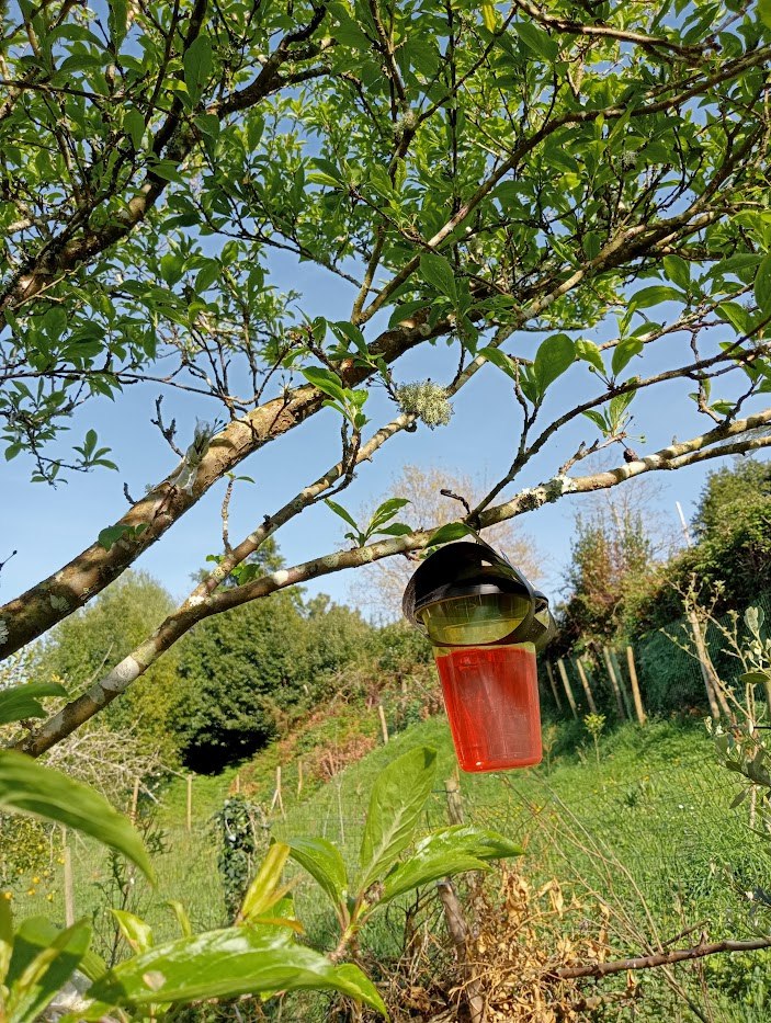 Alertamos do significativo aumento de raíñas de Vespa Velutina capturadas no trampeo de primavera