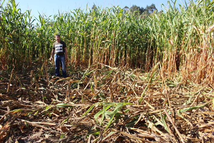 Xosé Manuel Gestoso