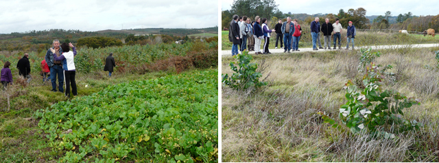 Denuncia de forestacións en Santaballa