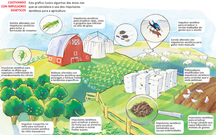 Impulsores xenéticos