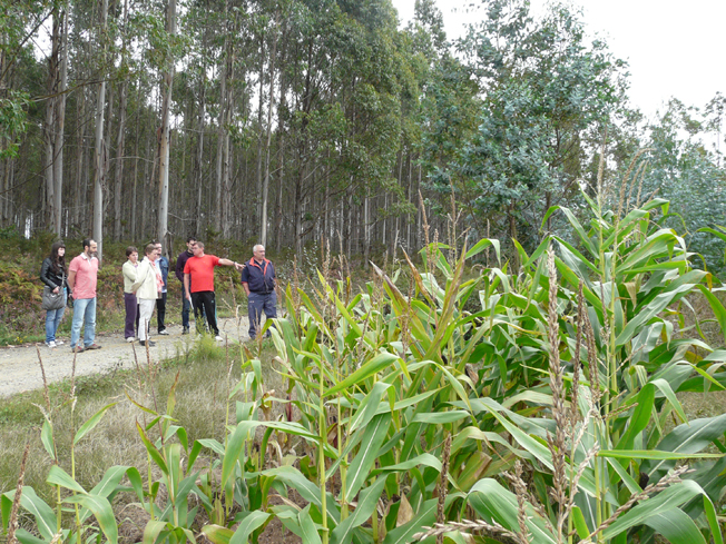 Protesta contra eucaliptos