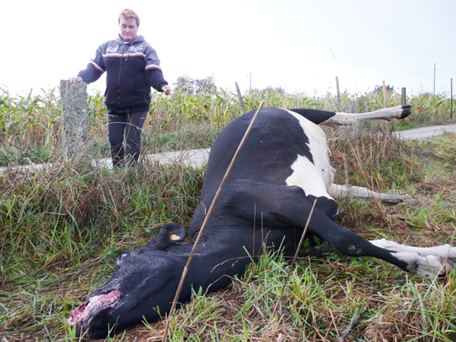 Vaca morta en Forcarei