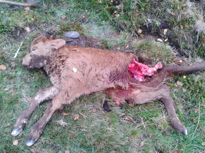 becerro morto polos lobos