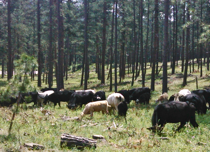 Vacas pacendo no monte