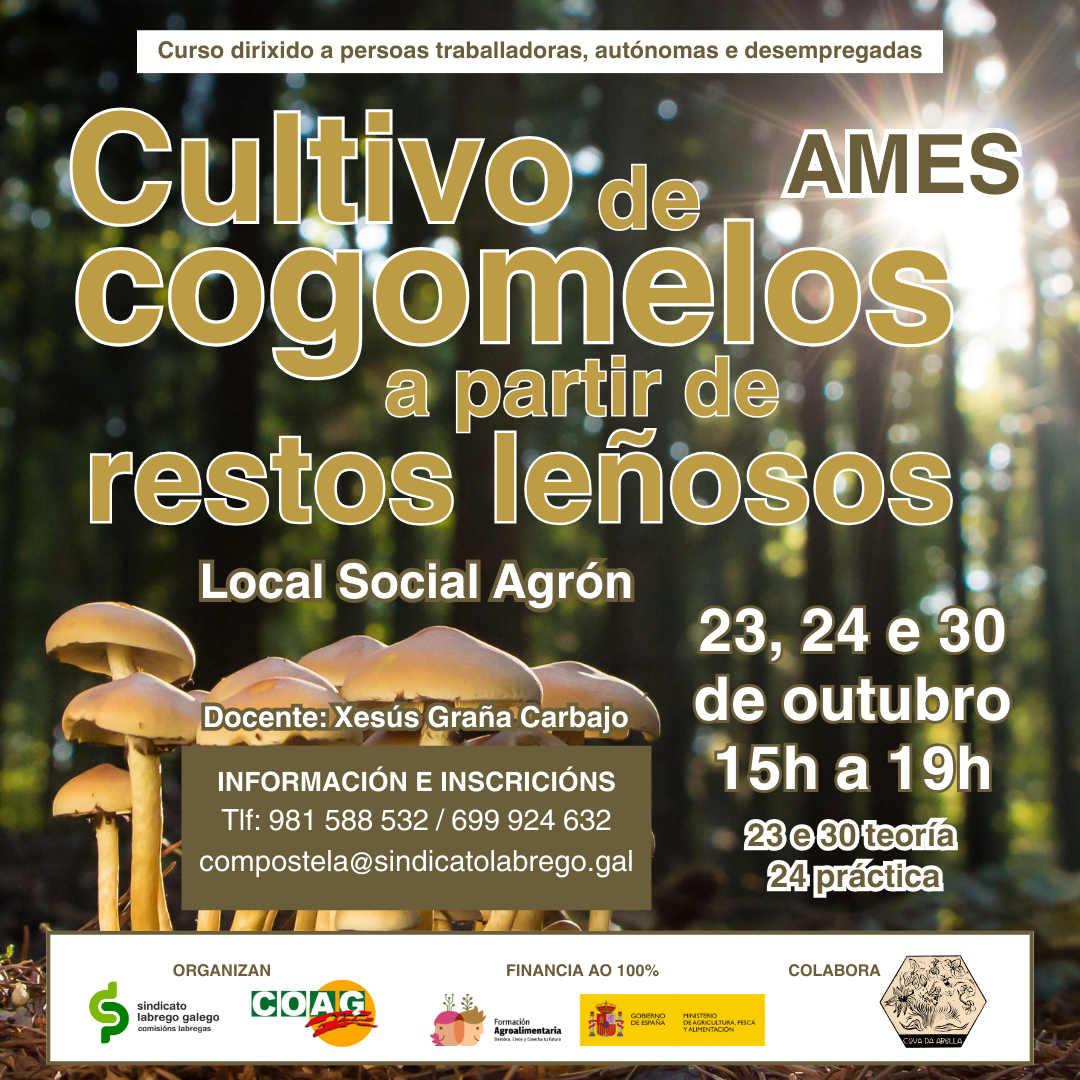 cartaz cogomelos corrixido