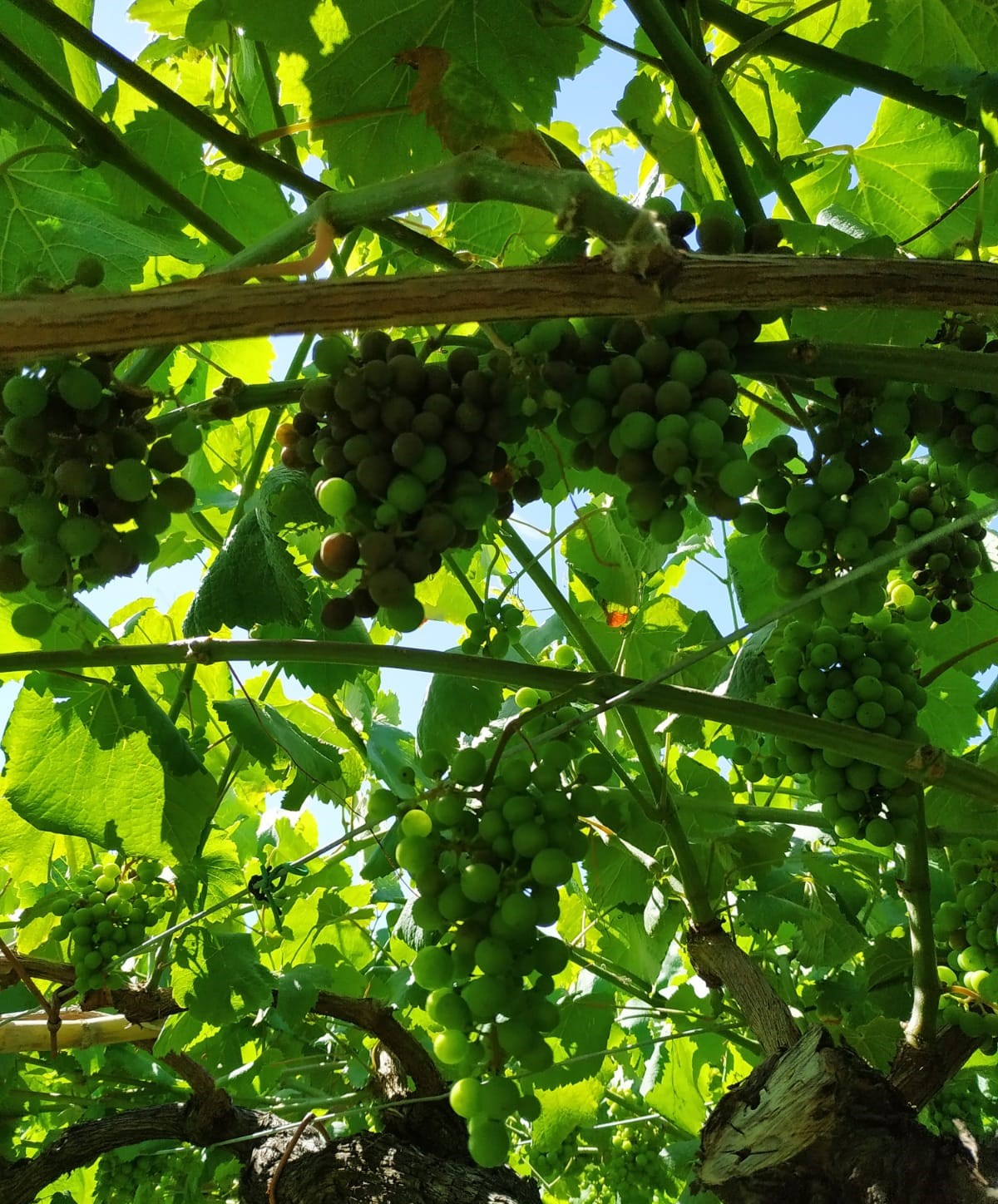 Danos por mildiu larvado
