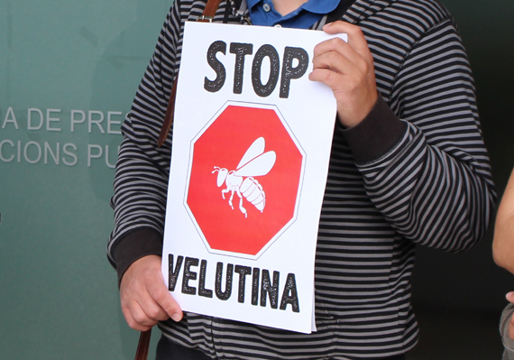 A Plataforma STOP Velutina insta á Xunta a afrontar con medios suficientes a loita contra a avespa asiática