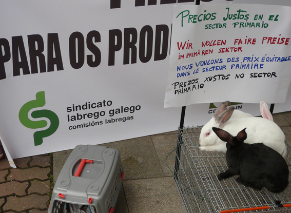 Grandes matadoiros abren granxas de integración e deixan de recoller coello de explotacións independentes