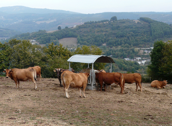 O SLG denuncia a imposición de multas a rabaños de vacas en Becerreá que criminalizan a actividade gandeira