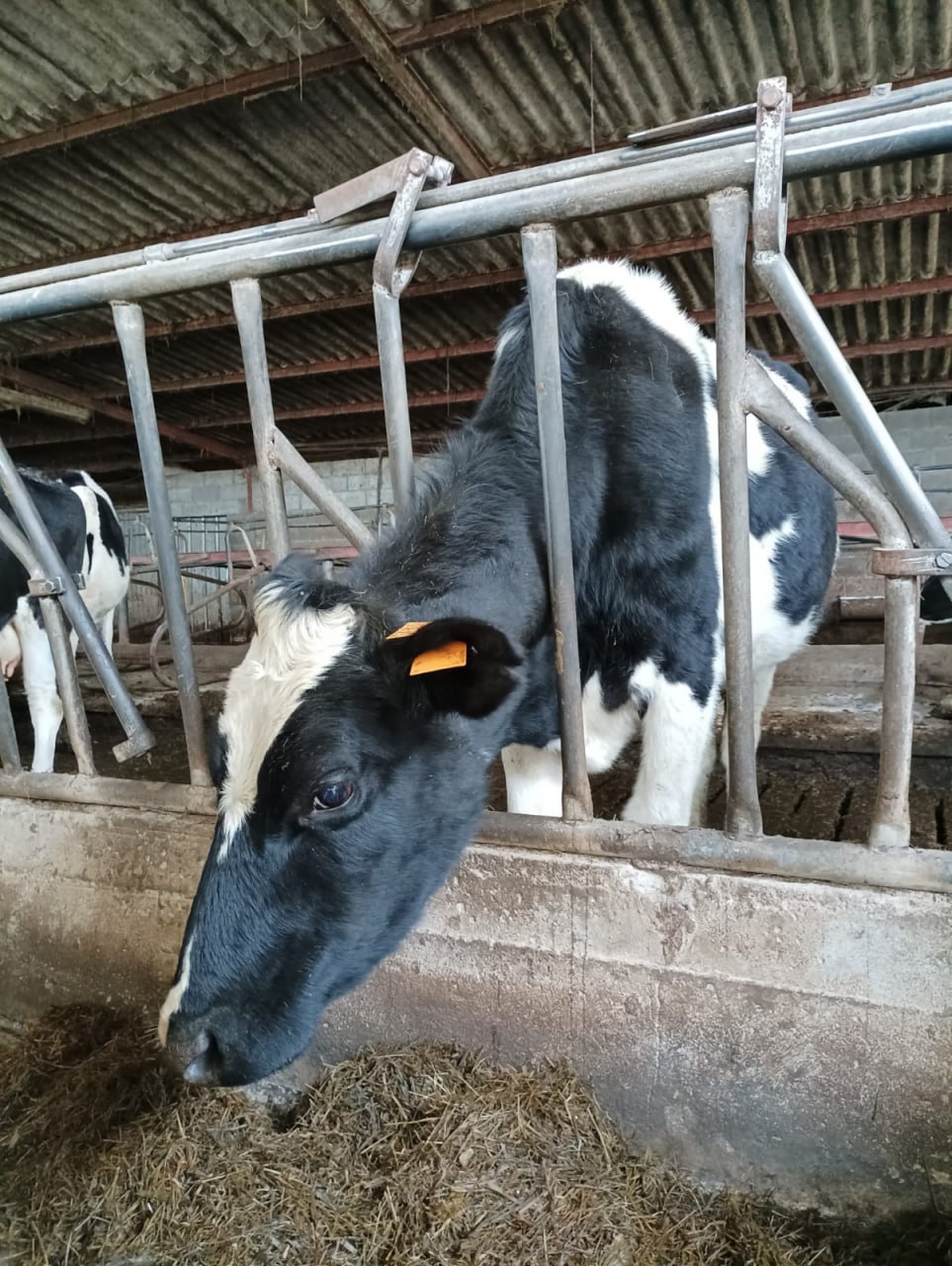 Aumentan as perdas por mor da EHE. Esiximos á CMR axudas que cubran a totalidade de custos derivados