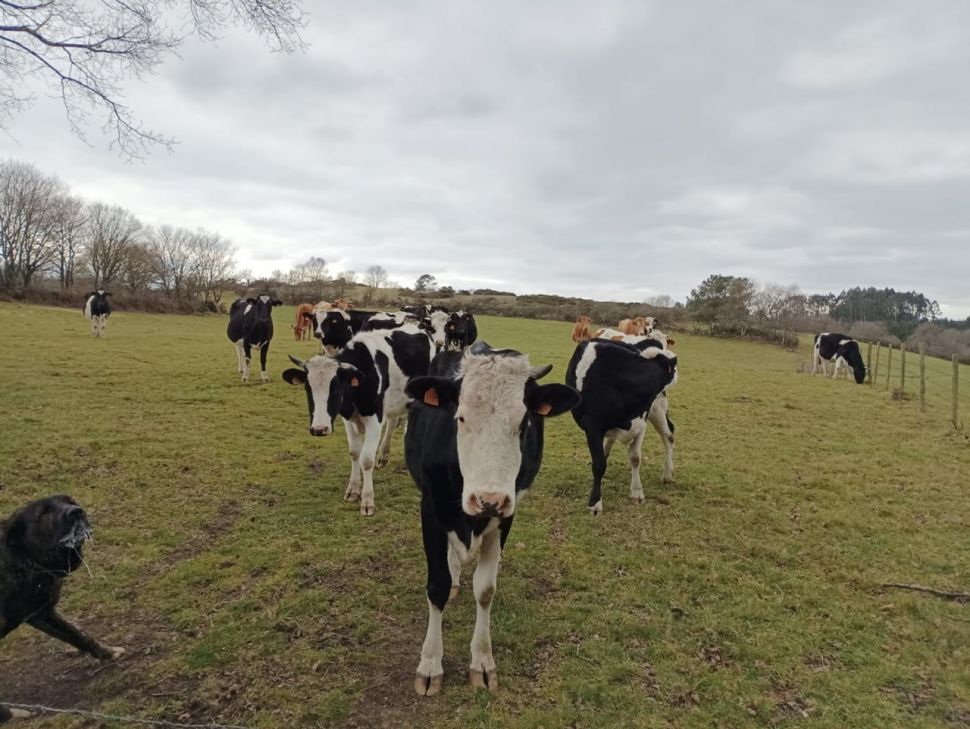 Solicitamos a Lactalis, CAPSA e Lence que cesen na discriminación de prezos ás pequenas e medianas granxas