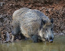 O SLG denuncia o problema da fauna salvaxe na Valedora do Pobo diante do abandono de funcións da Xunta