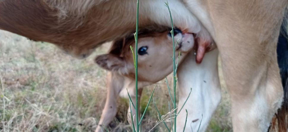 O SLG inicia a campaña “Polo futuro da Tenreira Suprema e da Gandaría en Extensivo” o 9 de xullo en Compostela