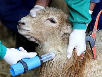 Xornada informativa sobre os impactos  da vacina da Lingua Azul