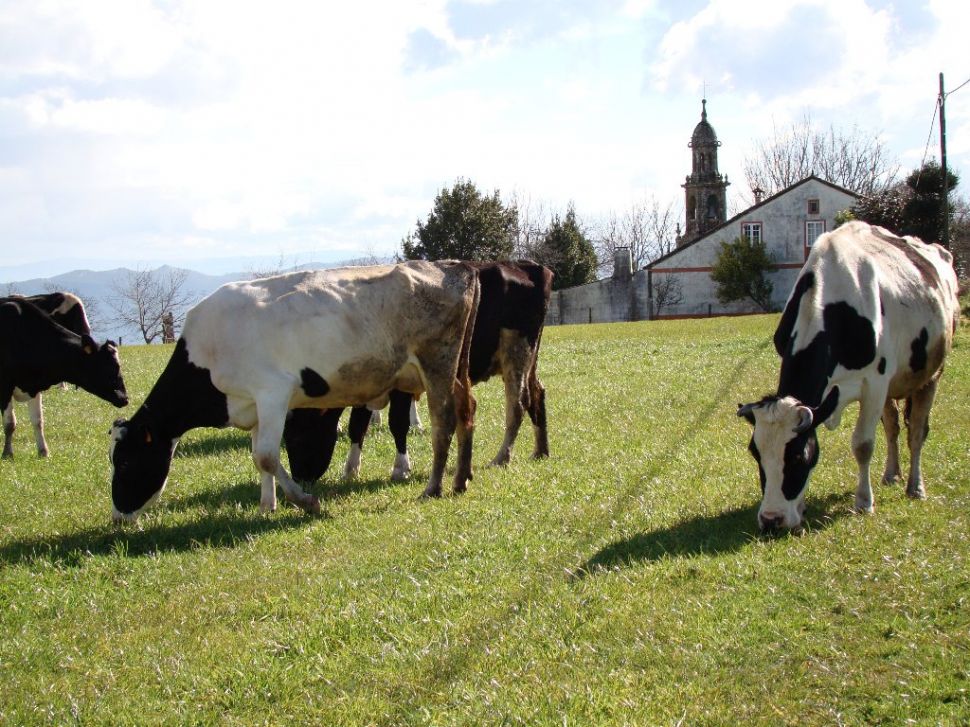 Industrias lácteas agravan a presión sobre as granxas familiares argumentando normativa inexistente