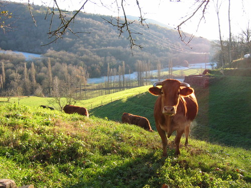 Un recorte de 350.000 euros ameaza as explotacións en zonas desfavorecidas de montaña na Galiza