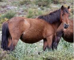 As axudas ao mantemento das razas autóctonas, malia presentárense como dirixidas ás/os labregos/as, supóñennos un gasto a favor doutros sectores profesionais