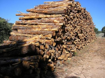 O SLG esixe a retirada do borrador dos cultivos enerxéticos forestais e que o debate sobre os usos do monte se leve ao Consello Forestal de Galicia