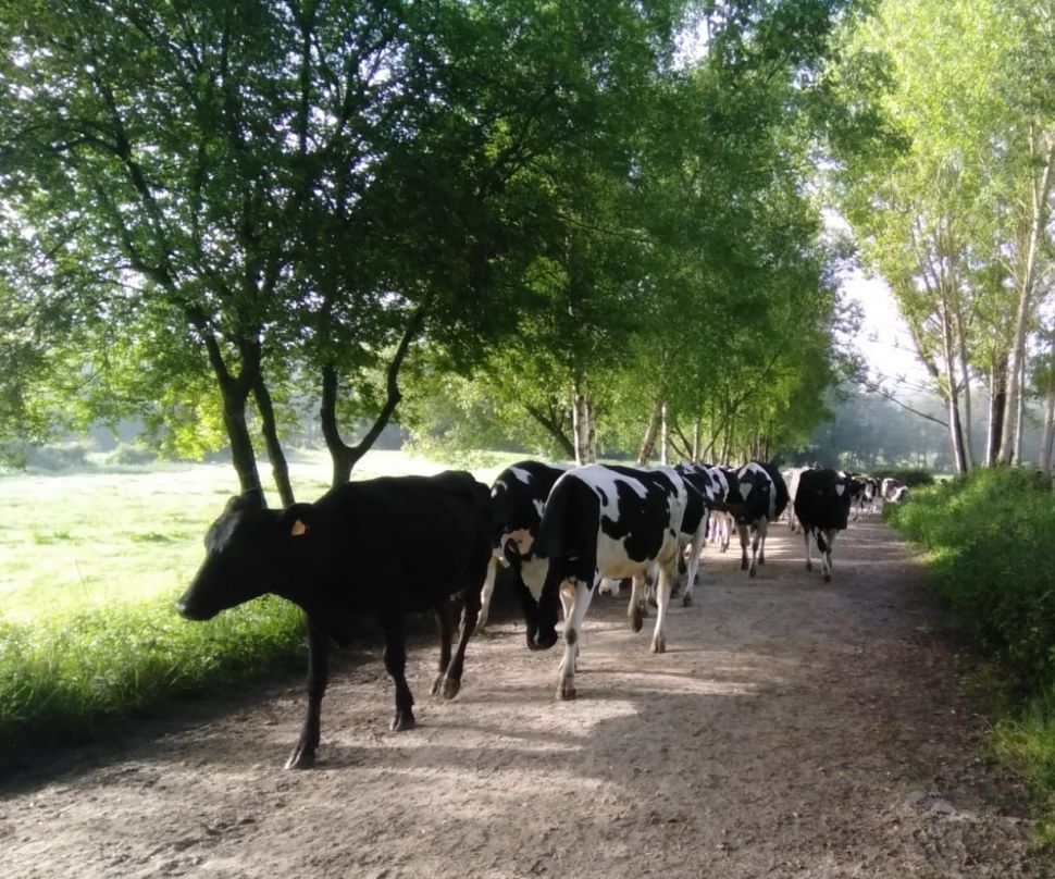 Nova ofensiva de destrución da cadea de valor por parte das industrias do leite