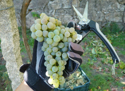 O SLG irá á vía xudicial se fracasan o acto de conciliación e a arbitraxe da Xunta nos impagos de Rías Baixas