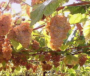 O SLG seguirá defendendo prezos dignos e uva de calidade en Rías Baixas fronte á posición da industria e da AGV