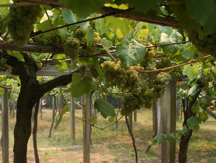 O SLG pide a convocatoria urxente da mesa do viño en Rías Baixas diante da situación crítica do sector viticultor