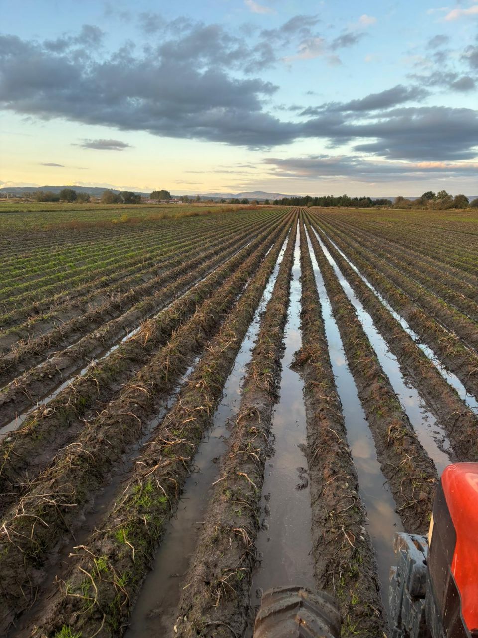 Incertidume e preocupación ante as dificultades para recoller a produción de pataca na Limia