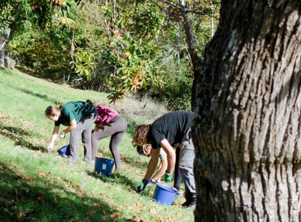 O SLG pide axudas para o sector da castaña e políticas activas para enfrontar un declive que se agudiza ano a ano