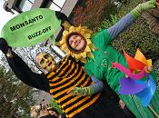 A ameaza transxénica pon en xaque á apicultura galega e a outros sectores como a gandería ou a produción ecolóxica