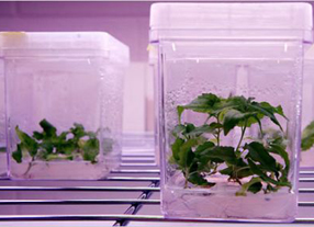 O SLG reclama que non se destinen recursos públicos a crear eucaliptos transxénicos para as industrias enerxéticas