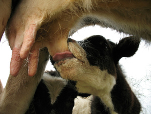 Unha suspensión de recollidas avalada pola Administración