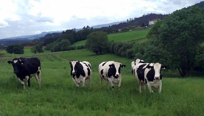 Esiximos ao Ministerio e á Consellaría medidas que rematen ca venda a perdas no leite