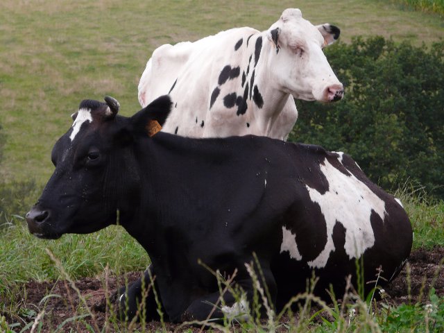 As granxas denuncian que Leite CELTA bloquea a posibilidade de concretar subas no prezo do leite ecolóxico