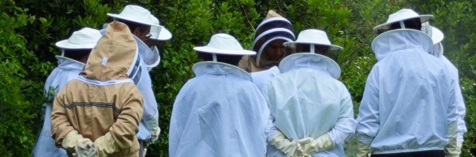 Burocracia apícola: axudas incorporación, PAC, plan apícola, seguros 🗓