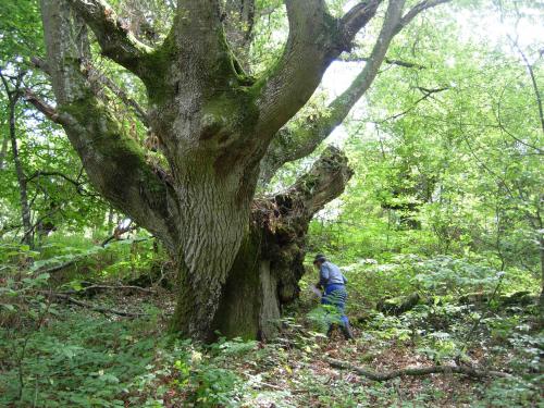 A Plataforma en defensa das UXFOR realizará un seguimento exhaustivo dos compromisos establecidos polo  Director Xeral de Montes