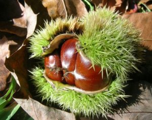 Para que empresa está feita a subvención da castaña?
