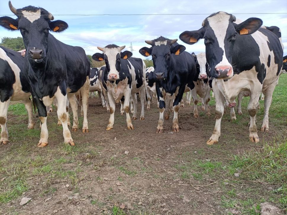A Xunta desmantela o Observatorio do Sector Lácteo de Galicia sen someter a decisión ao Consello Agrario