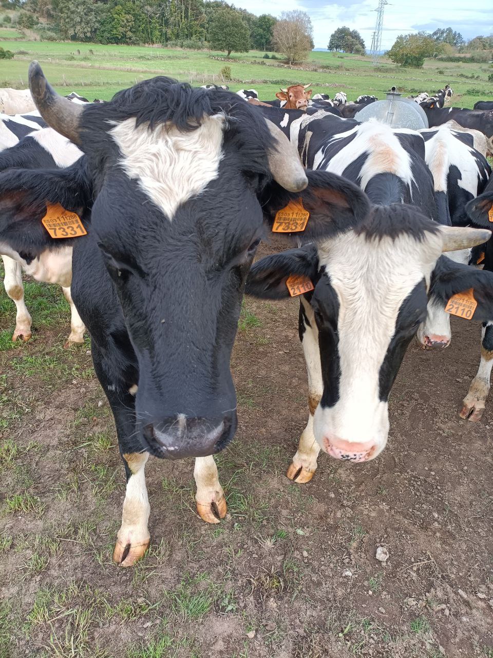 O SLG di NON á baixada de prezos no leite