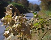 A xefatura territorial da CMR en Ourense,  a primeira  representante da Administración  en involucrarse na loita contra a pulguiña do carballo.