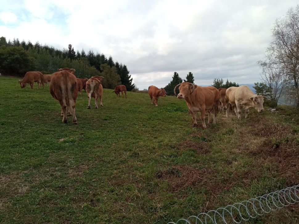 Esiximos que as axudas complementarias para o sector cárnico cheguen a todas as granxas admitidas