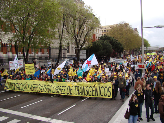 Alerta ambiental: o cruce do transxénico MON810 cunha especie invasora pon en perigo o cultivo de millo no España