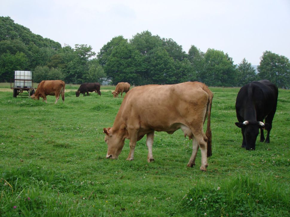 Esiximos ás industrias suba, cobertura de custos e claridade na configuración do prezo do leite nos contratos