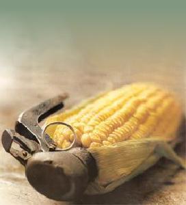 O SLG esixe  a posta en marcha de   mecanismos que faciliten o acceso a variedades de millo non transxénicas para a alimentación humana e do gando