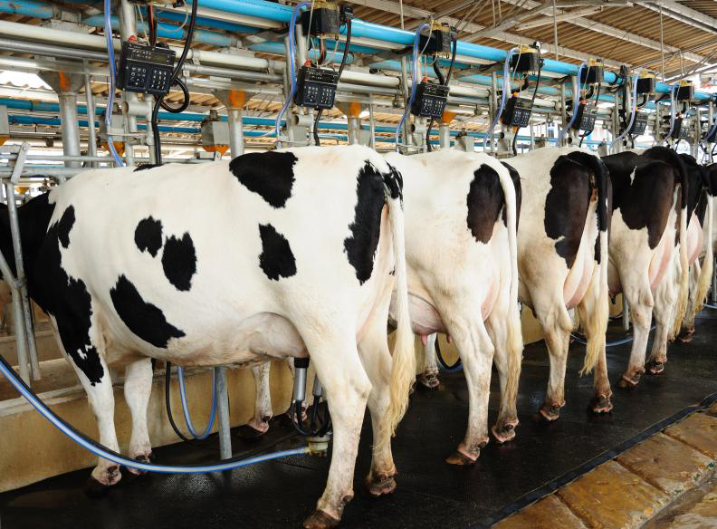 Medio Rural e Agricultura substitúen a política leiteira por propaganda para maquillar os peores prezos da UE