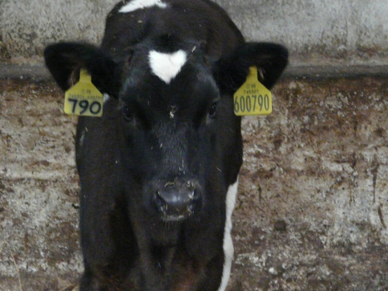 O Sindicato Labrego avoga por que se lles permita ás explotacións gandeiras identificar o seu propio gando e opoñerase á privatización do servizo